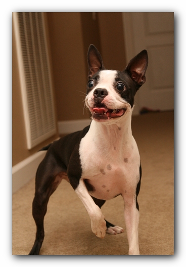 Miley the Boston Terrier Puppy plays with the Woot Monkey