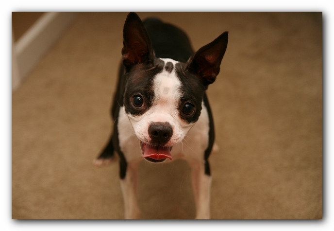 Miley the Boston Terrier Puppy plays with the Woot Monkey