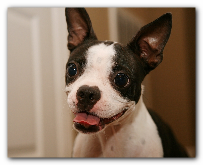 Miley the Boston Terrier Puppy plays with the Woot Monkey