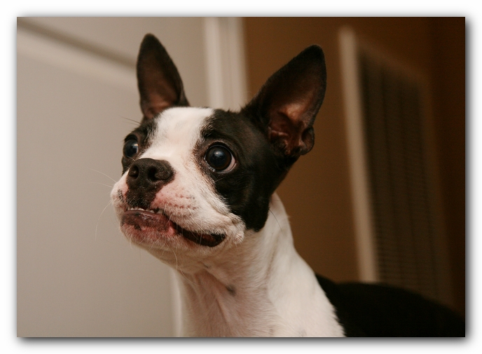 Miley the Boston Terrier Puppy plays with the Woot Monkey