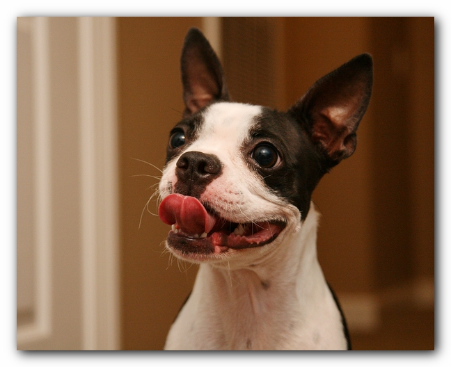 Miley the Boston Terrier Puppy plays with the Woot Monkey