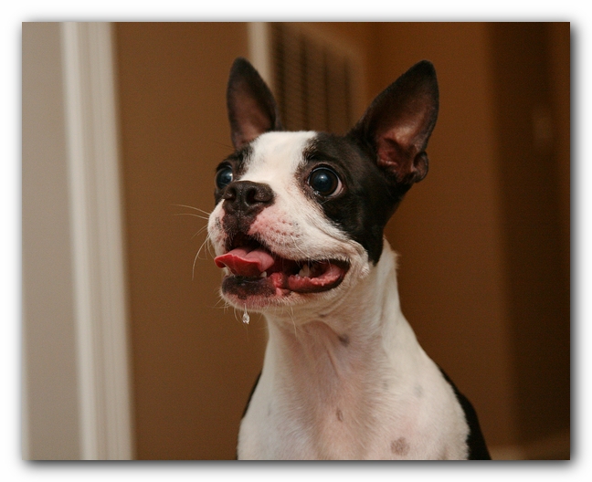 Miley the Boston Terrier Puppy plays with the Woot Monkey