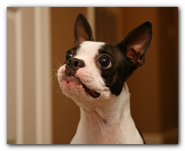 Miley the Boston Terrier Puppy plays with the Woot Monkey