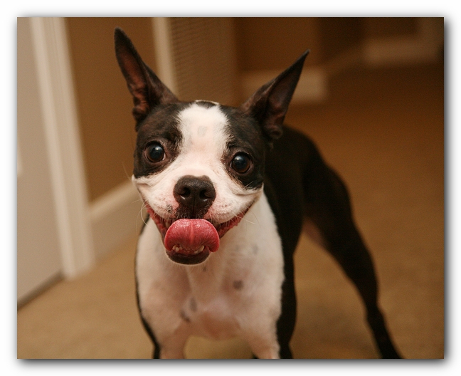 Miley the Boston Terrier Puppy plays with the Woot Monkey
