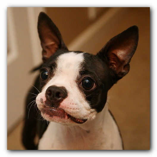 Miley the Boston Terrier Puppy plays with the Woot Monkey