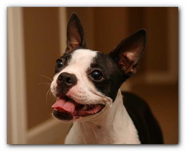 Miley the Boston Terrier Puppy plays with the Woot Monkey