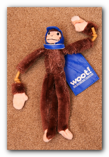Miley the Boston Terrier Puppy plays with the Woot Monkey
