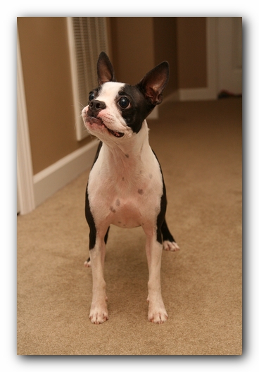 Miley the Boston Terrier Puppy plays with the Woot Monkey