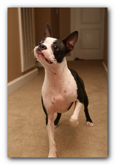 Miley the Boston Terrier Puppy plays with the Woot Monkey