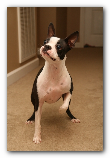 Miley the Boston Terrier Puppy plays with the Woot Monkey
