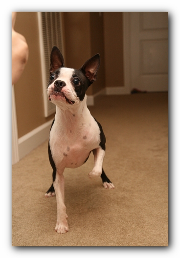 Miley the Boston Terrier Puppy plays with the Woot Monkey