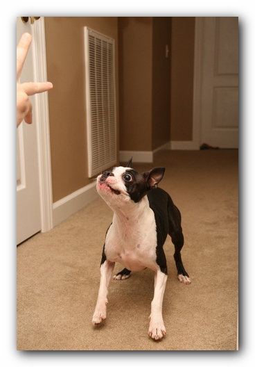 Miley the Boston Terrier Puppy plays with the Woot Monkey