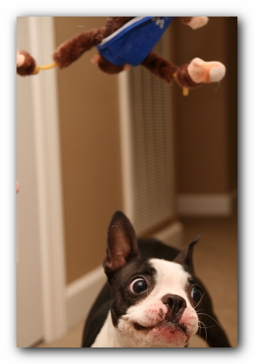 Miley the Boston Terrier Puppy plays with the Woot Monkey