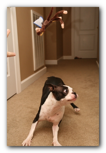 Miley the Boston Terrier Puppy plays with the Woot Monkey