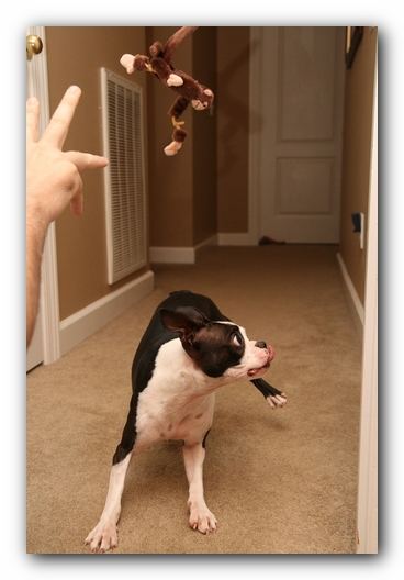 Miley the Boston Terrier Puppy plays with the Woot Monkey