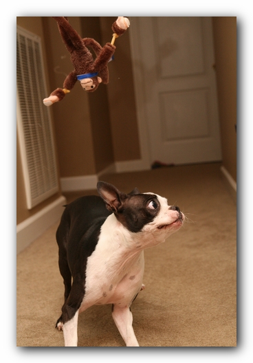 Miley the Boston Terrier Puppy plays with the Woot Monkey
