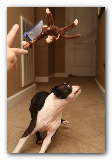 Miley the Boston Terrier Puppy plays with the Woot Monkey