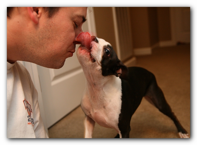 Miley the Boston Terrier Puppy plays with the Woot Monkey