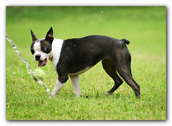 Miley the Boston Terrier Puppy