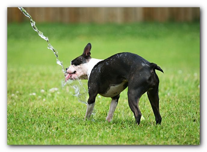 Miley the Boston Terrier Puppy