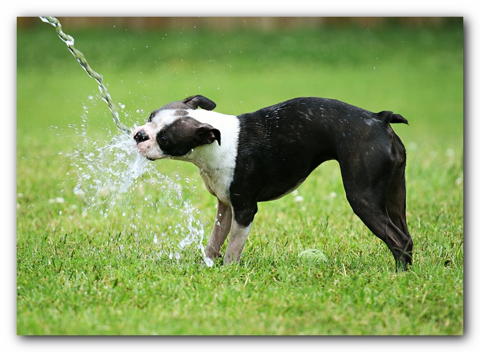 Miley the Boston Terrier Puppy