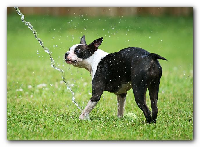 Miley the Boston Terrier Puppy
