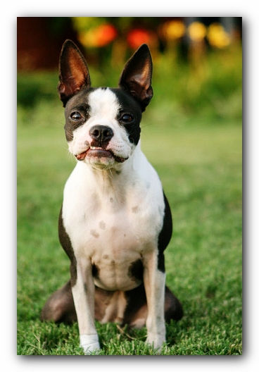 Miley the Boston Terrier Puppy