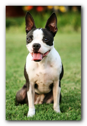 Miley the Boston Terrier Puppy