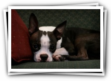boston terrier puppy