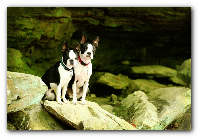 Borden Creek Trail at Bankhead National Forest / Sipsey Wilderness Area near Huntsville, AL