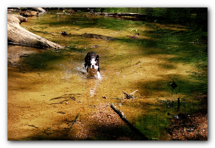 Borden Creek Trail at Bankhead National Forest / Sipsey Wilderness Area near Huntsville, AL