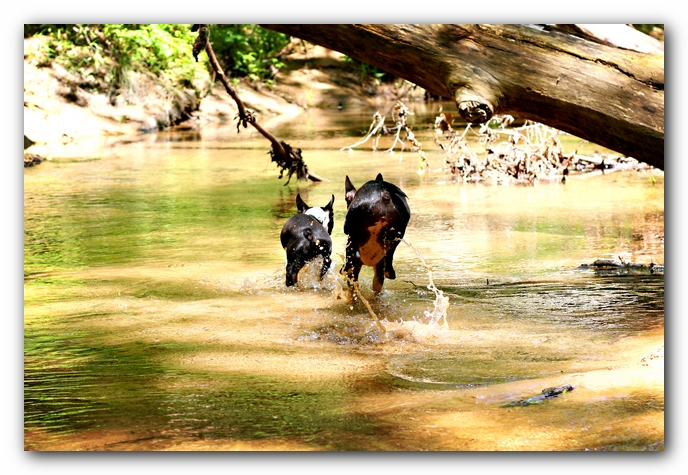 Borden Creek Trail at Bankhead National Forest / Sipsey Wilderness Area near Huntsville, AL