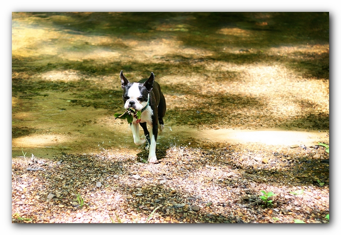 Borden Creek Trail at Bankhead National Forest / Sipsey Wilderness Area near Huntsville, AL