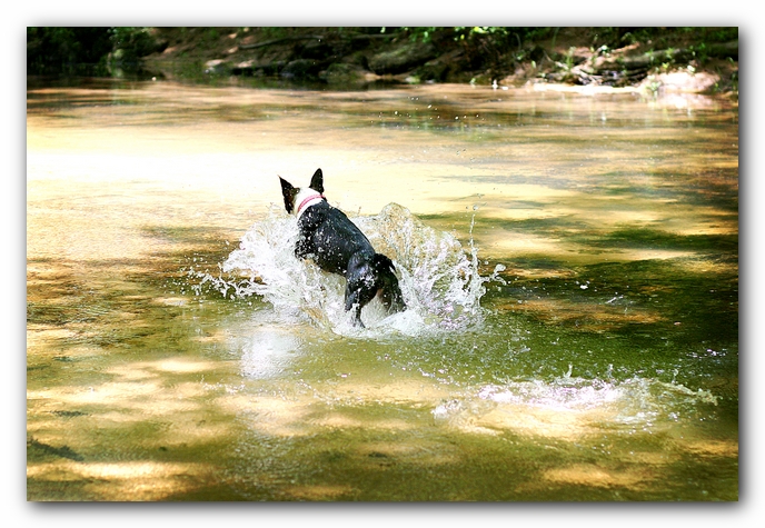 Borden Creek Trail at Bankhead National Forest / Sipsey Wilderness Area near Huntsville, AL