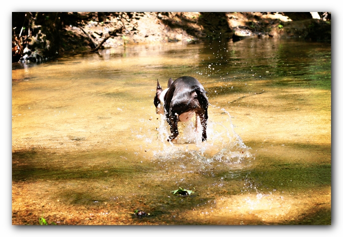 Borden Creek Trail at Bankhead National Forest / Sipsey Wilderness Area near Huntsville, AL