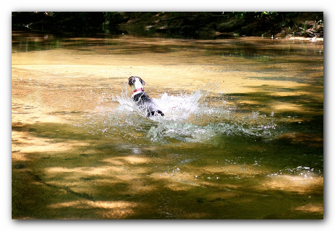Borden Creek Trail at Bankhead National Forest / Sipsey Wilderness Area near Huntsville, AL