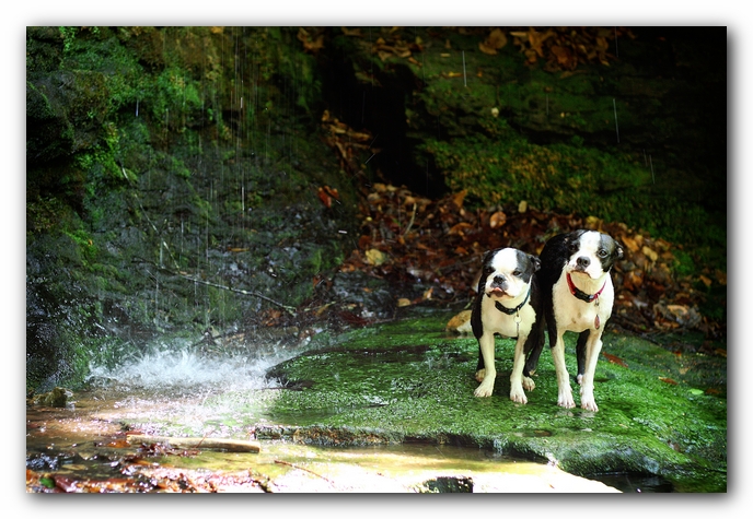 Borden Creek Trail at Bankhead National Forest / Sipsey Wilderness Area near Huntsville, AL