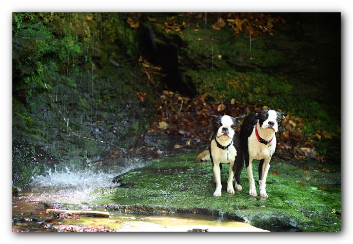 Borden Creek Trail at Bankhead National Forest / Sipsey Wilderness Area near Huntsville, AL