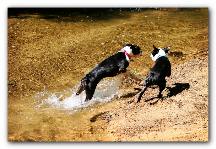 Borden Creek Trail at Bankhead National Forest / Sipsey Wilderness Area near Huntsville, AL