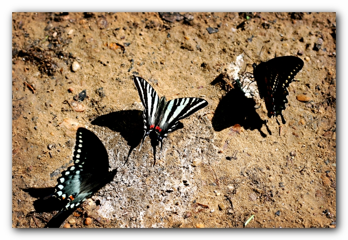 Borden Creek Trail at Bankhead National Forest / Sipsey Wilderness Area near Huntsville, AL