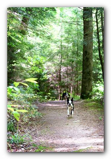 Borden Creek Trail at Bankhead National Forest / Sipsey Wilderness Area near Huntsville, AL