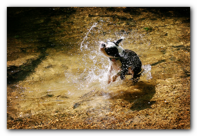 Borden Creek Trail at Bankhead National Forest / Sipsey Wilderness Area near Huntsville, AL