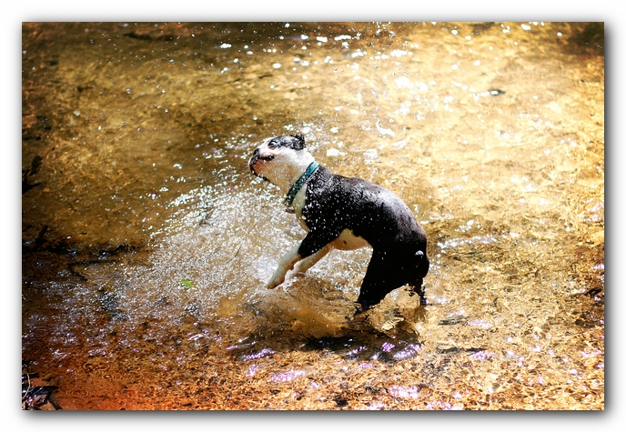 Borden Creek Trail at Bankhead National Forest / Sipsey Wilderness Area near Huntsville, AL