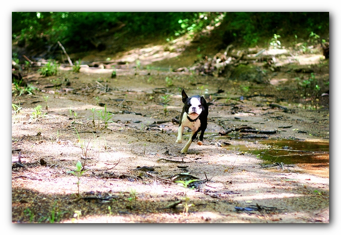 Borden Creek Trail at Bankhead National Forest / Sipsey Wilderness Area near Huntsville, AL