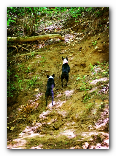 Borden Creek Trail at Bankhead National Forest / Sipsey Wilderness Area near Huntsville, AL