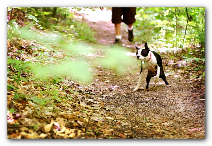 Borden Creek Trail at Bankhead National Forest / Sipsey Wilderness Area near Huntsville, AL