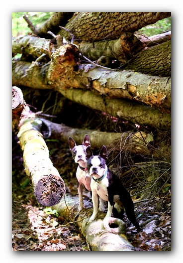 Borden Creek Trail at Bankhead National Forest / Sipsey Wilderness Area near Huntsville, AL