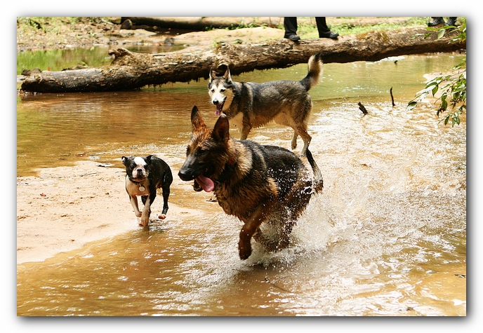 Borden Creek Trail at Bankhead National Forest / Sipsey Wilderness Area near Huntsville, AL