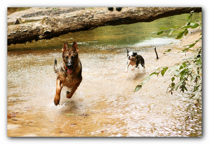 Borden Creek Trail at Bankhead National Forest / Sipsey Wilderness Area near Huntsville, AL