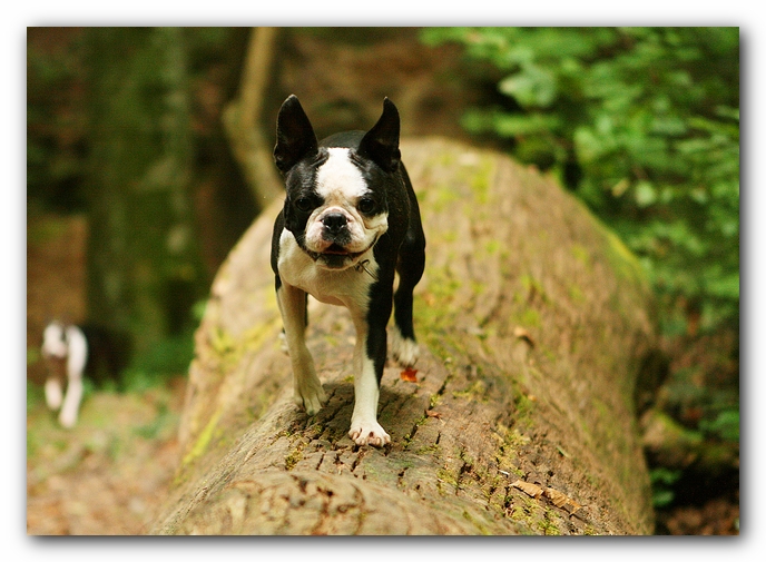 Borden Creek Trail at Bankhead National Forest / Sipsey Wilderness Area near Huntsville, AL
